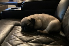 Abby0010