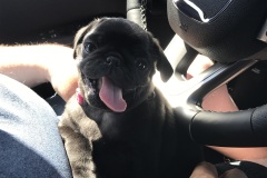 Bella0001