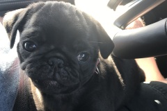 Bella0002