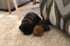 Bella0004