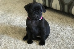 Bella0005
