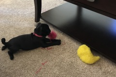 Bella0006