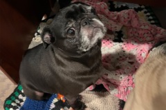 Bella0048