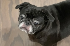 Bella0051