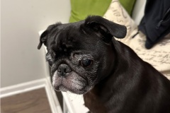 Bella0052